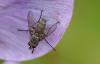 Dinera grisescens